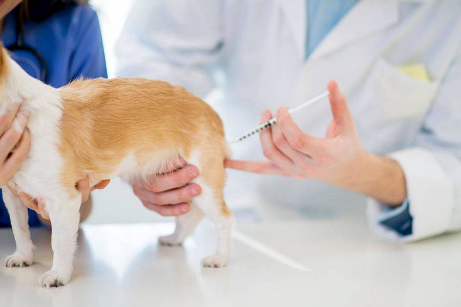 Significance of Rabies Vaccine for Your Pet Dogs